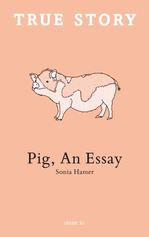 Pig sentence for kindergarten picture