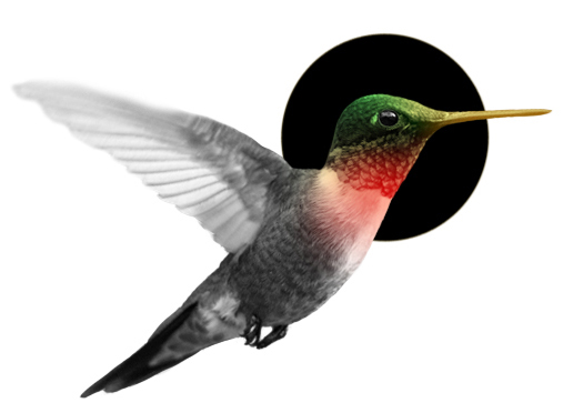 Hummingbird essay